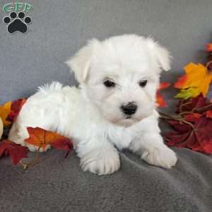 Polo, Maltese Puppy