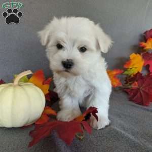 Polo, Maltese Puppy