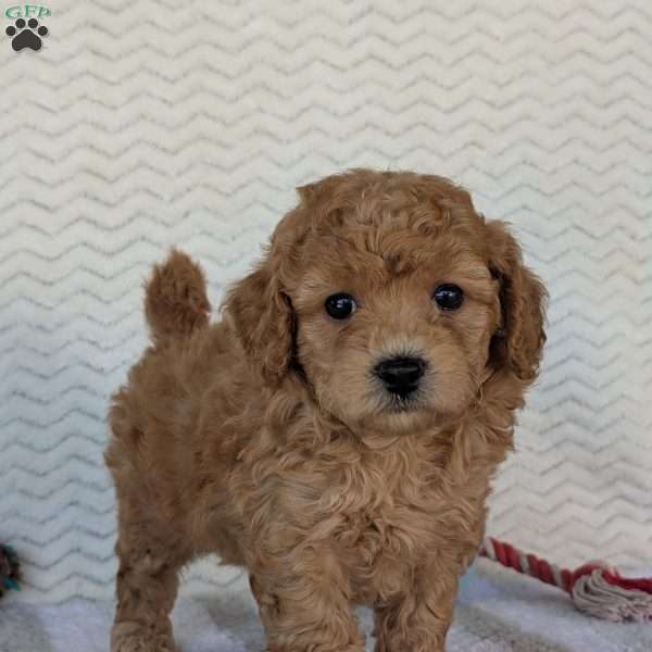 Bella, Bich-Poo Puppy