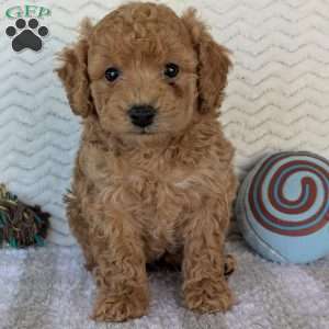 Kody, Bich-Poo Puppy