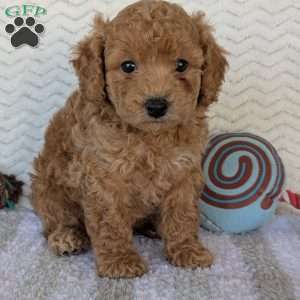 Kody, Bich-Poo Puppy