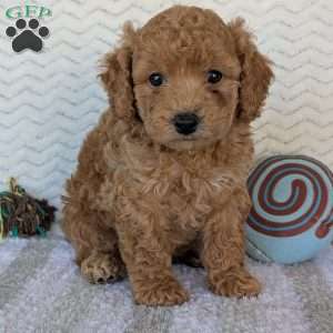 Kody, Bich-Poo Puppy