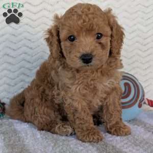 Kody, Bich-Poo Puppy