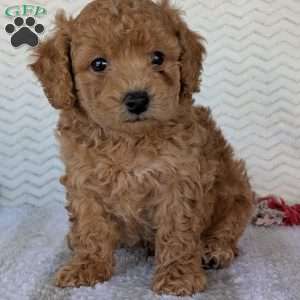 Kody, Bich-Poo Puppy