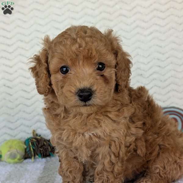 Kody, Bich-Poo Puppy