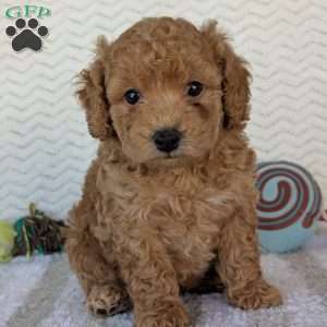 Kody, Bich-Poo Puppy