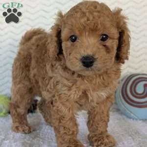 Kody, Bich-Poo Puppy