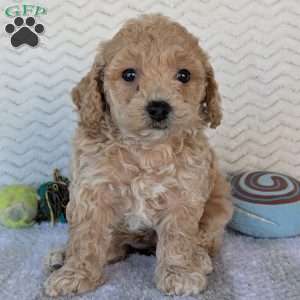 Dasiy, Bich-Poo Puppy