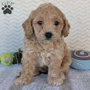 Dasiy, Bich-Poo Puppy