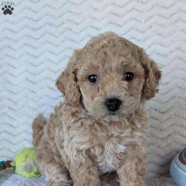 Dasiy, Bich-Poo Puppy