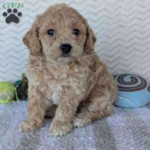 Dasiy, Bich-Poo Puppy