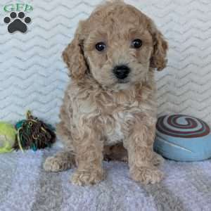 Dasiy, Bich-Poo Puppy