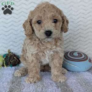 Dasiy, Bich-Poo Puppy