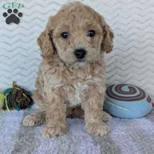 Dasiy, Bich-Poo Puppy