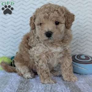 Darla, Bich-Poo Puppy