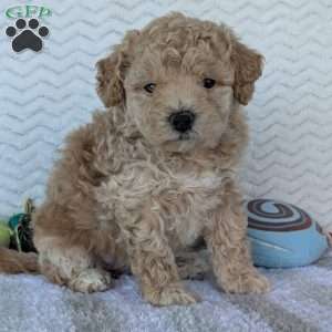 Darla, Bich-Poo Puppy