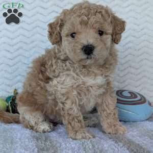 Darla, Bich-Poo Puppy