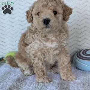 Darla, Bich-Poo Puppy