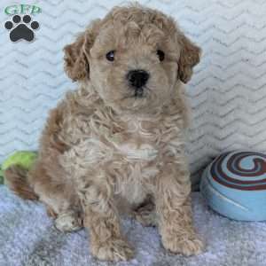 Darla, Bich-Poo Puppy