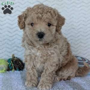 Darla, Bich-Poo Puppy