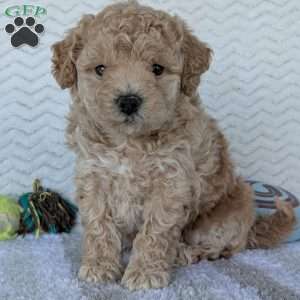 Darla, Bich-Poo Puppy