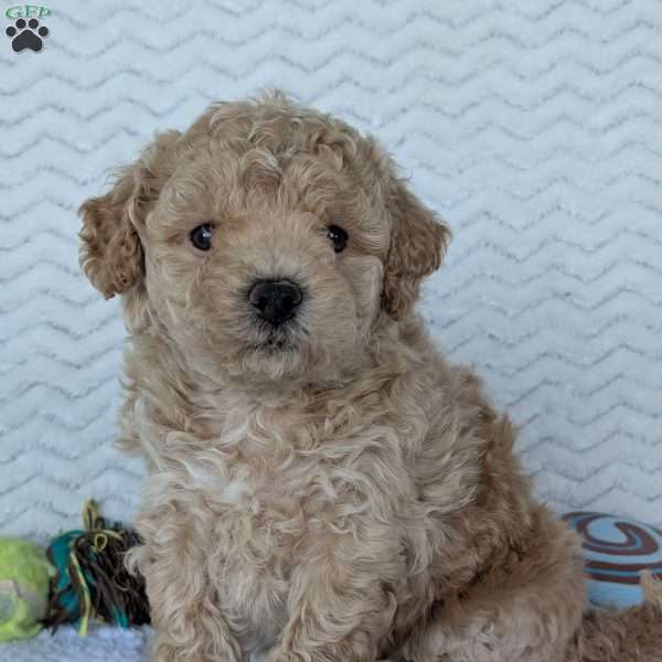 Darla, Bich-Poo Puppy