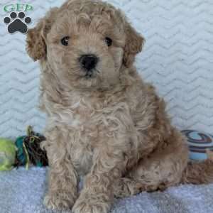 Darla, Bich-Poo Puppy