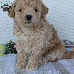 Darla, Bich-Poo Puppy