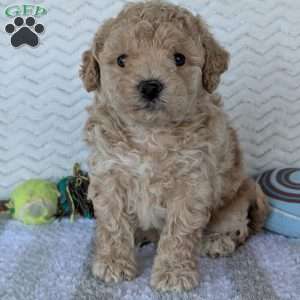 Darla, Bich-Poo Puppy