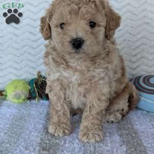 Darla, Bich-Poo Puppy