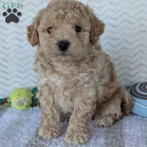 Darla, Bich-Poo Puppy