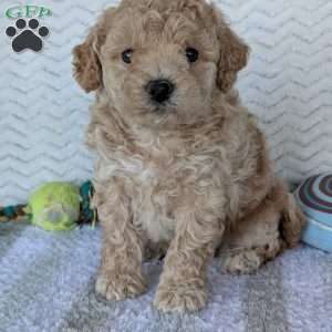 Darla, Bich-Poo Puppy