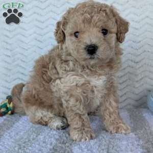 Darla, Bich-Poo Puppy