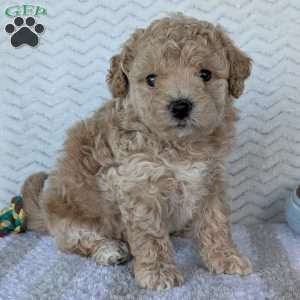 Darla, Bich-Poo Puppy