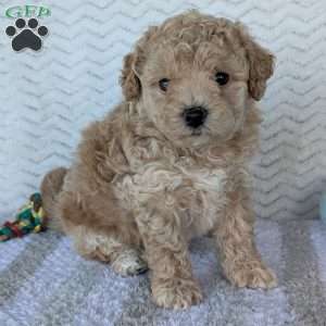 Darla, Bich-Poo Puppy