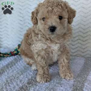 Darla, Bich-Poo Puppy