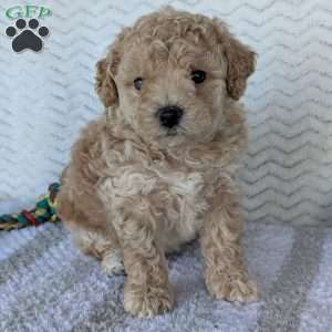 Darla, Bich-Poo Puppy