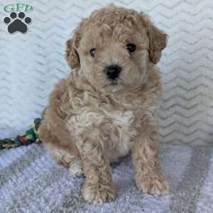 Darla, Bich-Poo Puppy