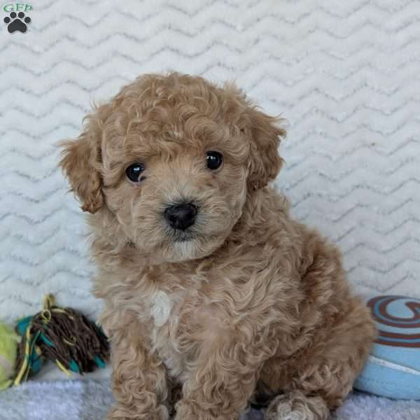 Lexi, Bich-Poo Puppy