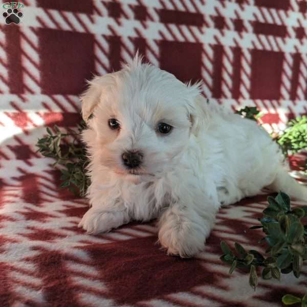 Autumn, Maltese Puppy