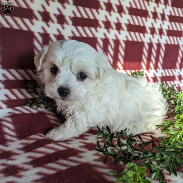 Archie, Maltese Puppy