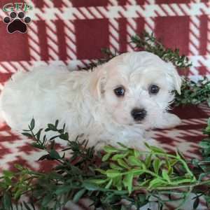 Archie, Maltese Puppy