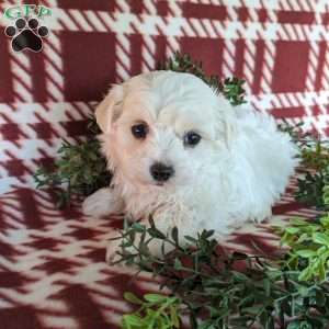 Archie, Maltese Puppy