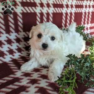Archie, Maltese Puppy