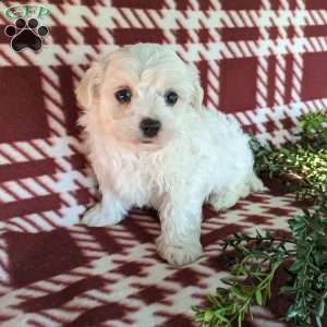 Archie, Maltese Puppy