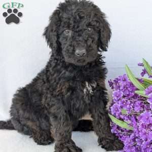 Darcy, Goldendoodle Puppy