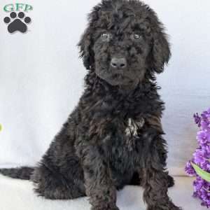 Darcy, Goldendoodle Puppy