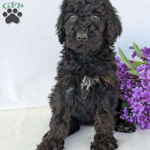 Darcy, Goldendoodle Puppy