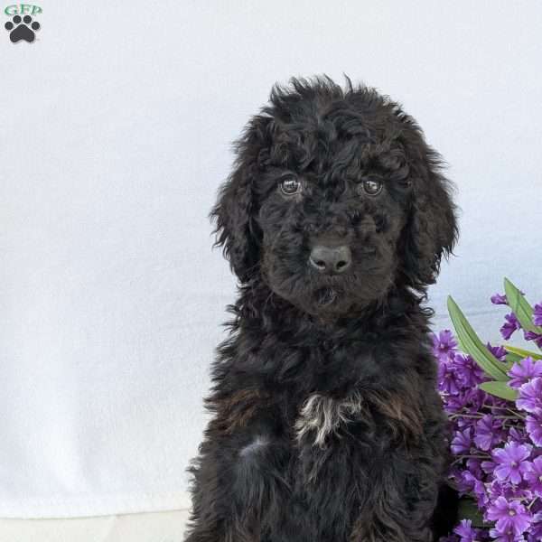 Darcy, Goldendoodle Puppy