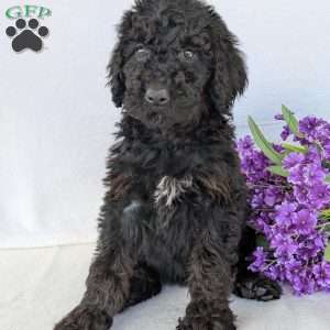 Darcy, Goldendoodle Puppy